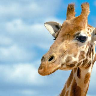 Halloween giraffe wallpaper