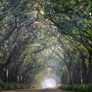 Garden path wallpaper