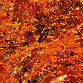 Autumn photography wallpaper