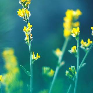 Samsung Galaxy A11 wallpaper