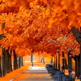Trees in autumn wallpaper