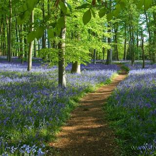 Bluebell Woods wallpaper