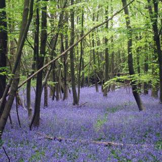 Bluebell Woods wallpaper
