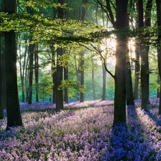 Bluebell Woods wallpaper