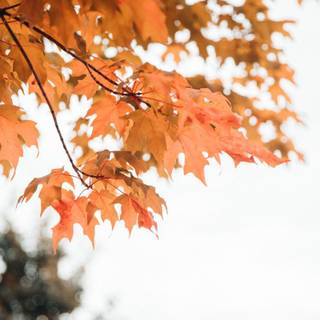 Minimal autumn wallpaper