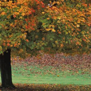 Autumn brown wallpaper