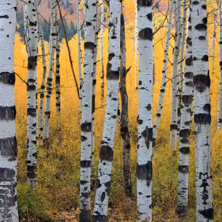 Autumn aspens wallpaper