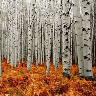 Autumn aspens wallpaper