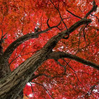 Japanese maple tree wallpaper