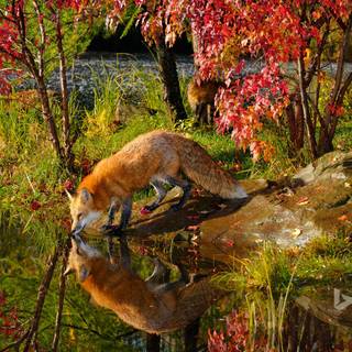 Autumn fox HD wallpaper