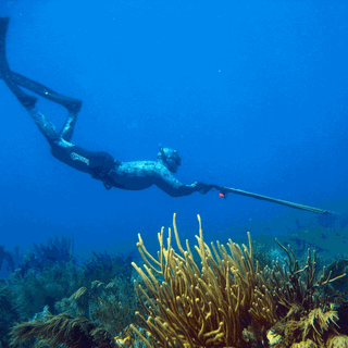 Spearfishing wallpaper