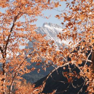 Autumn wilderness wallpaper