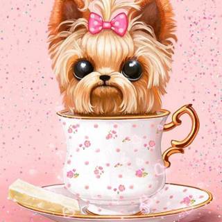 Teacup Yorkie wallpaper