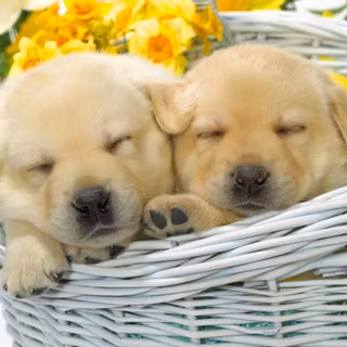 Cute sleeping puppy wallpaper