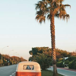 Palms retro wallpaper