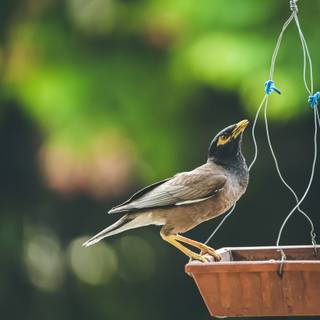 Myna wallpaper