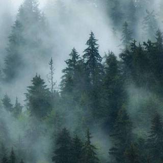 Fog forest phone wallpaper