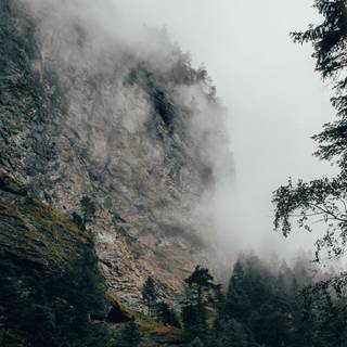 Fog forest phone wallpaper