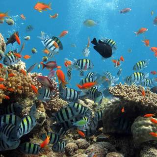 Aquatic life wallpaper