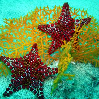 Aquatic life wallpaper