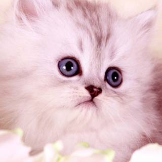 Pokémon cats wallpaper