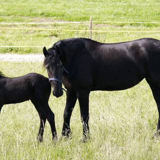 Baby horse wallpaper