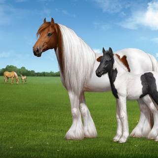 Baby horse wallpaper