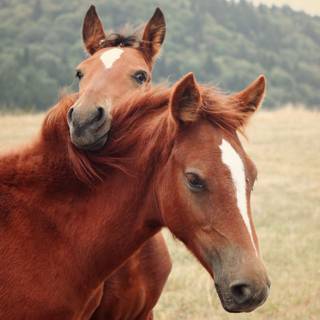 Baby horse wallpaper