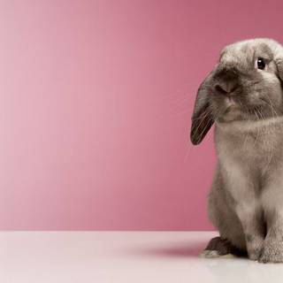 Funny rabbits wallpaper