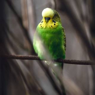 Budgies wallpaper