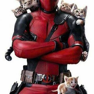 Cat Deadpool wallpaper