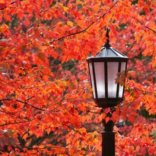 Portland Oregon autumn wallpaper