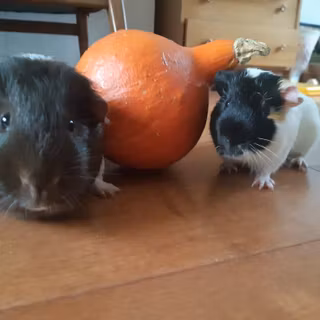 Halloween hamster wallpaper