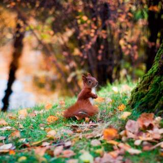 Autumn squirrel wallpaper
