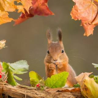 Autumn squirrel wallpaper