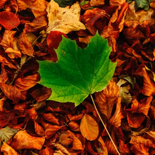 Autumn HD leaves wallpaper