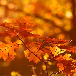 Breathtaking autumn colors wallpaper