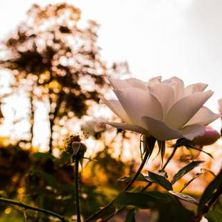 Autumn sunshine wallpaper