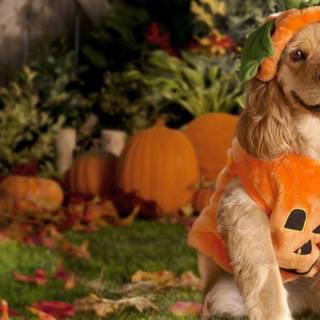Happy Halloween dogs wallpaper