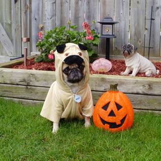 Happy Halloween dogs wallpaper