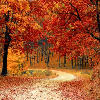Red forest trees in autumn wallpaper