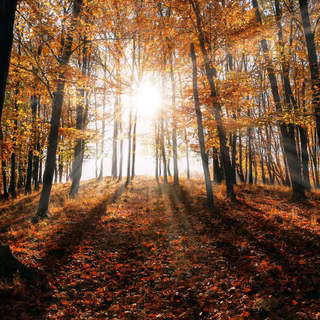 Autumnal trees in sun rays wallpaper