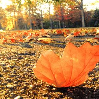 Autumnal trees in sun rays wallpaper