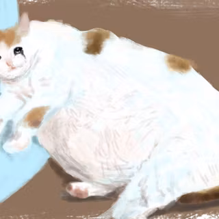 Crying cat meme wallpaper