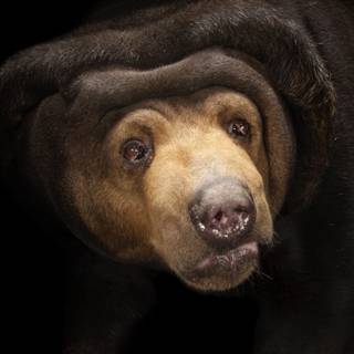 Hairless bear wallpaper