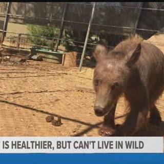 Hairless bear wallpaper