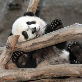 Hairless bear wallpaper