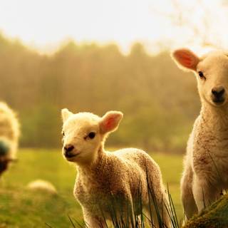 Sheeps wallpaper