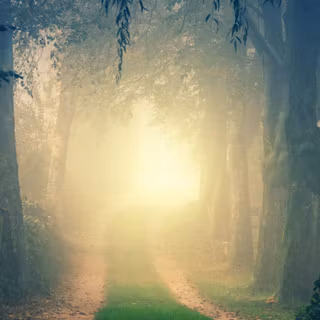 Mist autumn wallpaper