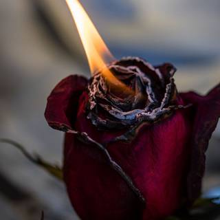 Rose on fire wallpaper